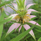 spotted bee balm, seed