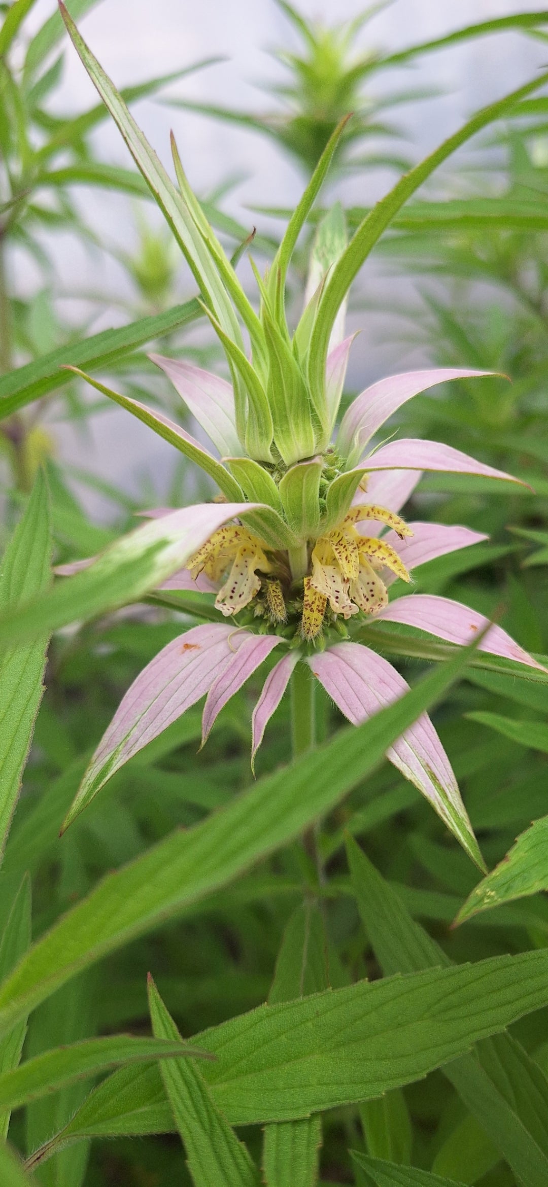 spotted bee balm, seed