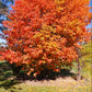 Whitebeam Mountain Ash