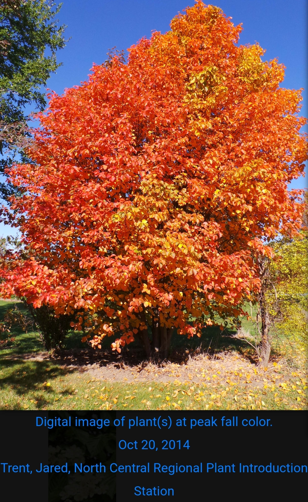 Whitebeam Mountain Ash