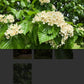 Whitebeam Mountain Ash