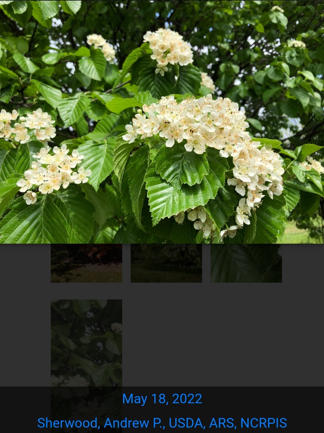 Whitebeam Mountain Ash