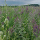 Amorpha flower (leadplant)