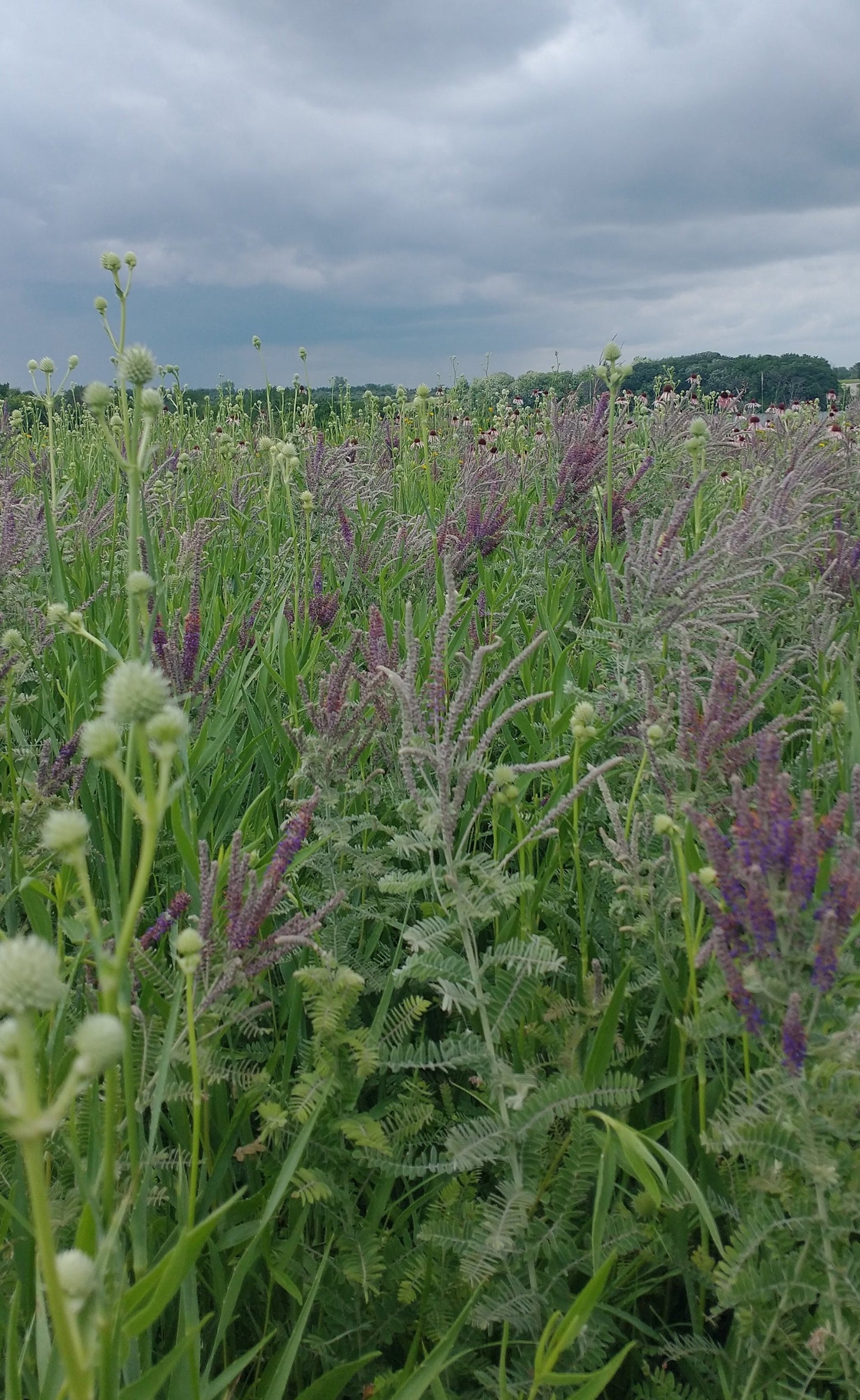 Amorpha flower (leadplant)