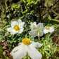 Canada anemone