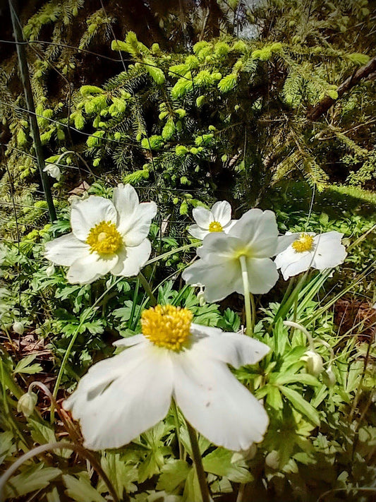 Canada anemone