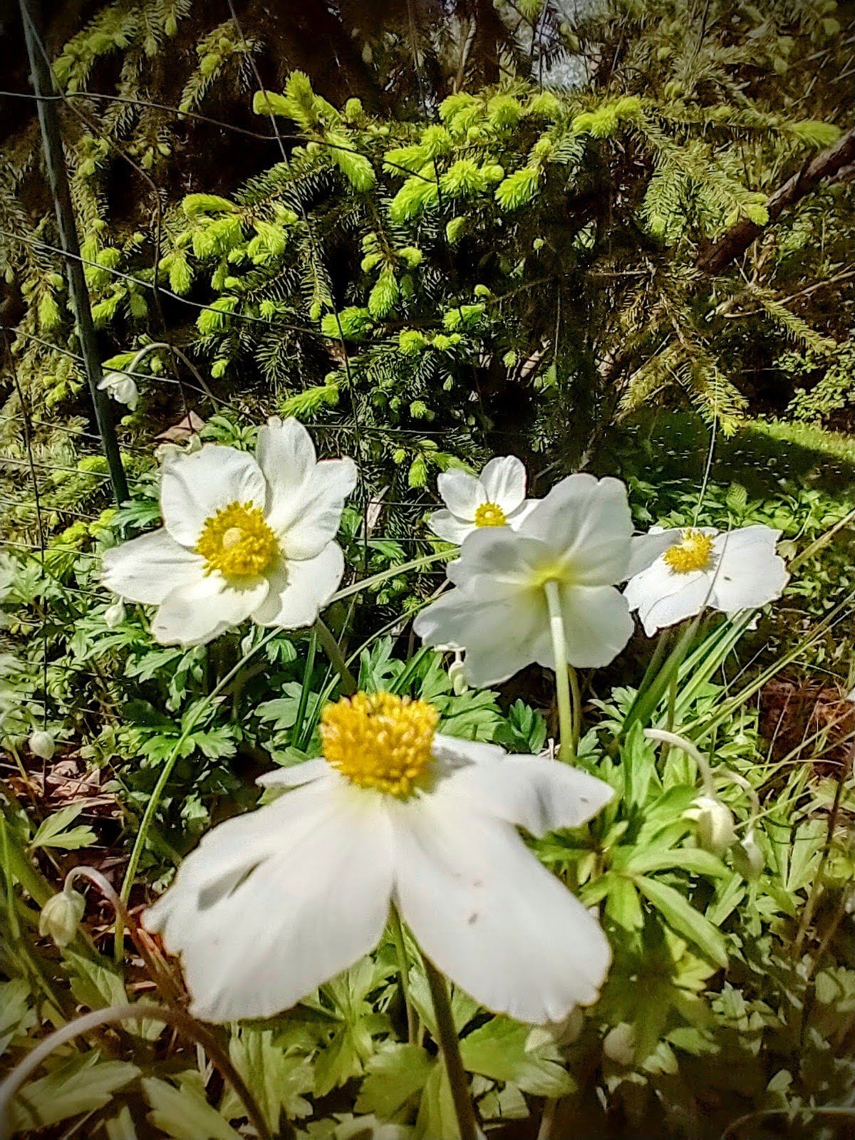 Canada anemone, seed