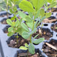 false wild indigo, seed