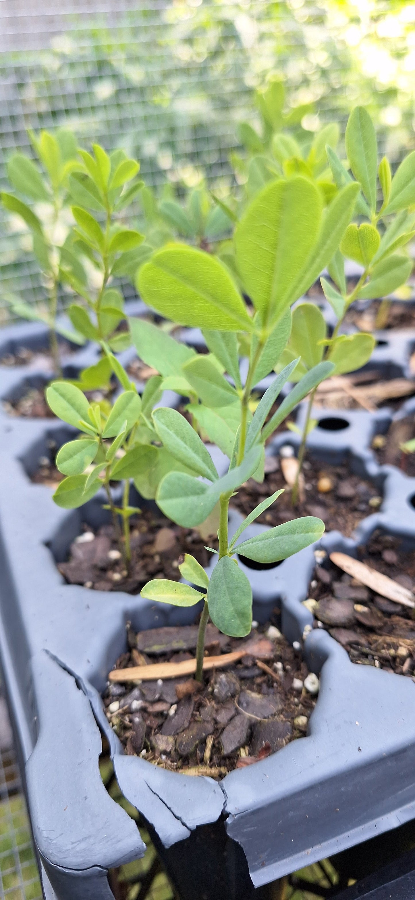 false wild indigo, seed