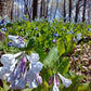 Bluebells