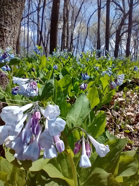 Bluebells