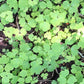 Columbine