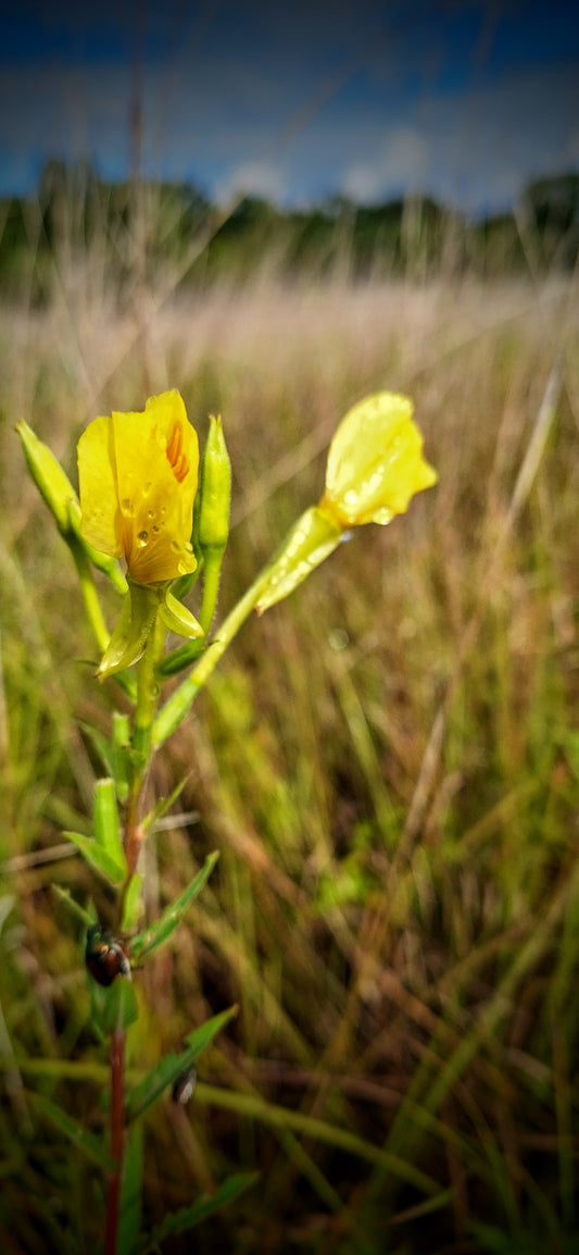 Common Evening Primrose