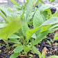 Common Evening Primrose