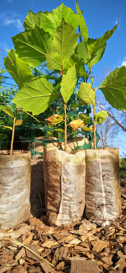 American Sycamore