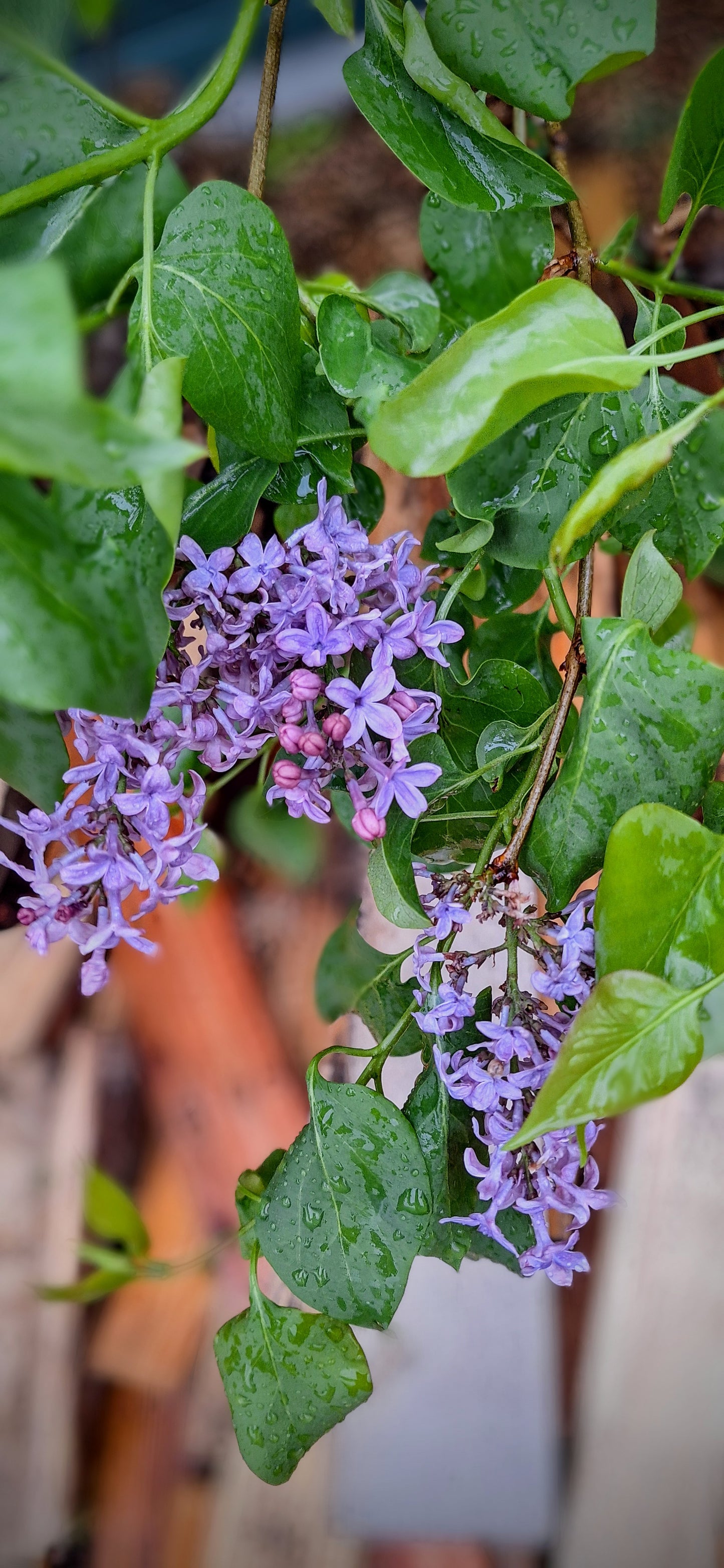 old fashioned lilac