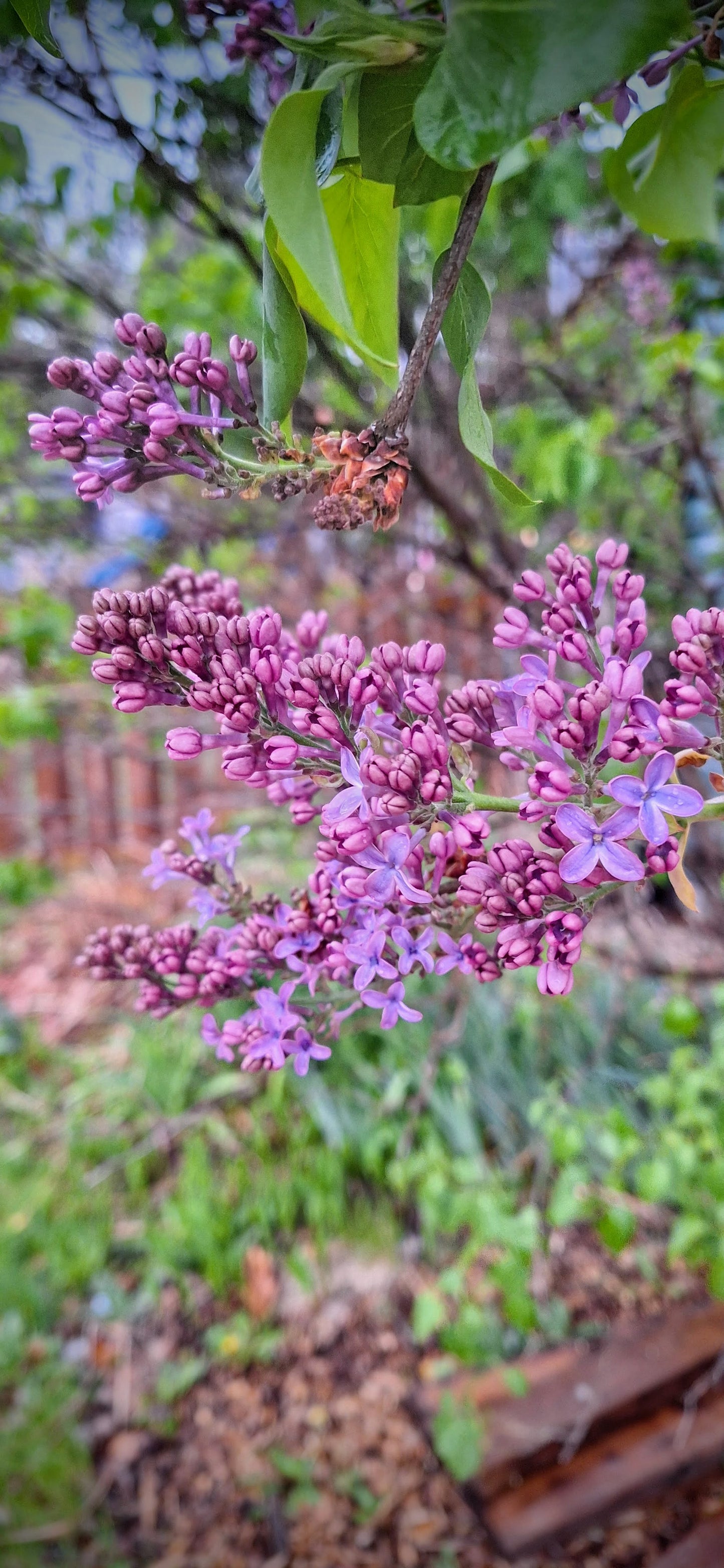 old fashioned lilac