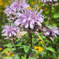 Bee balm