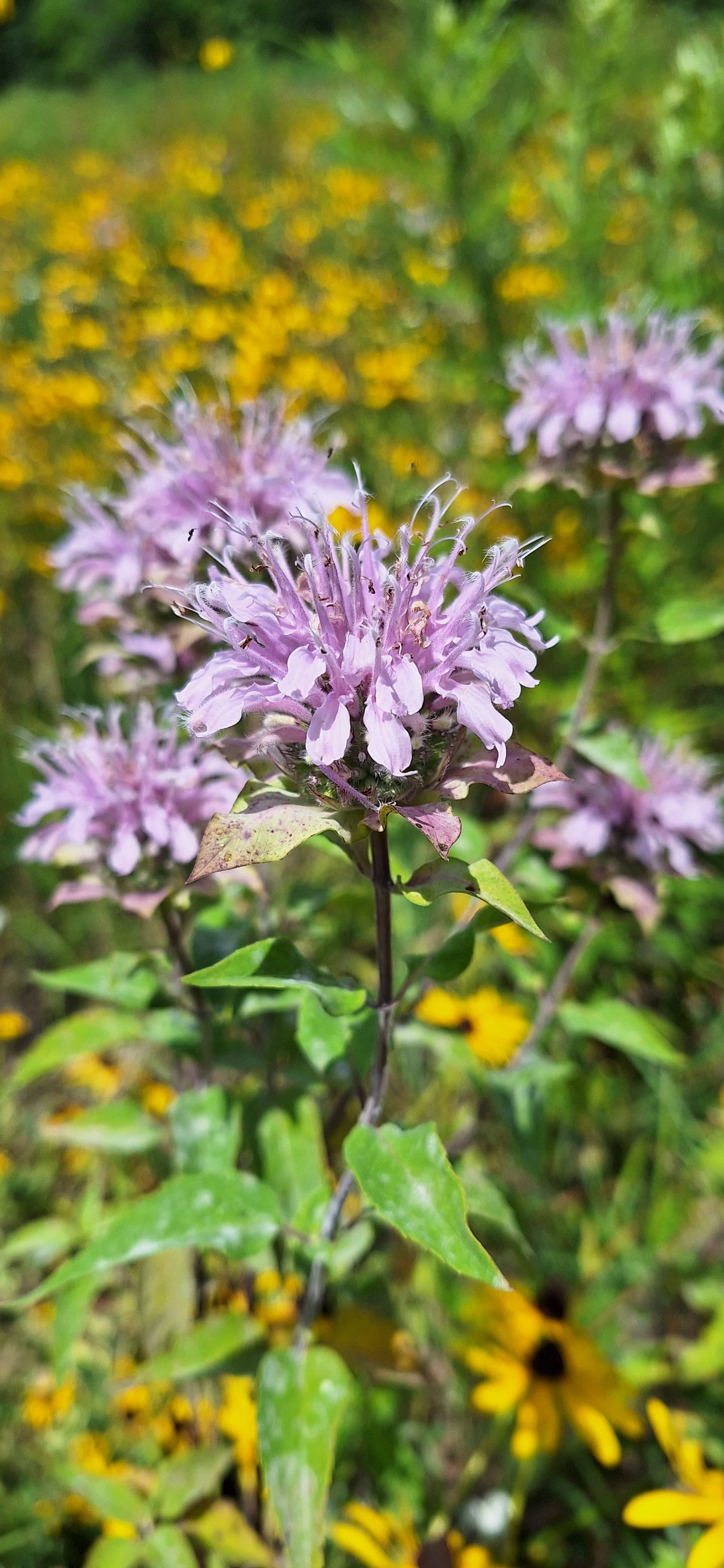 Bee balm