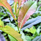 Pussywillow