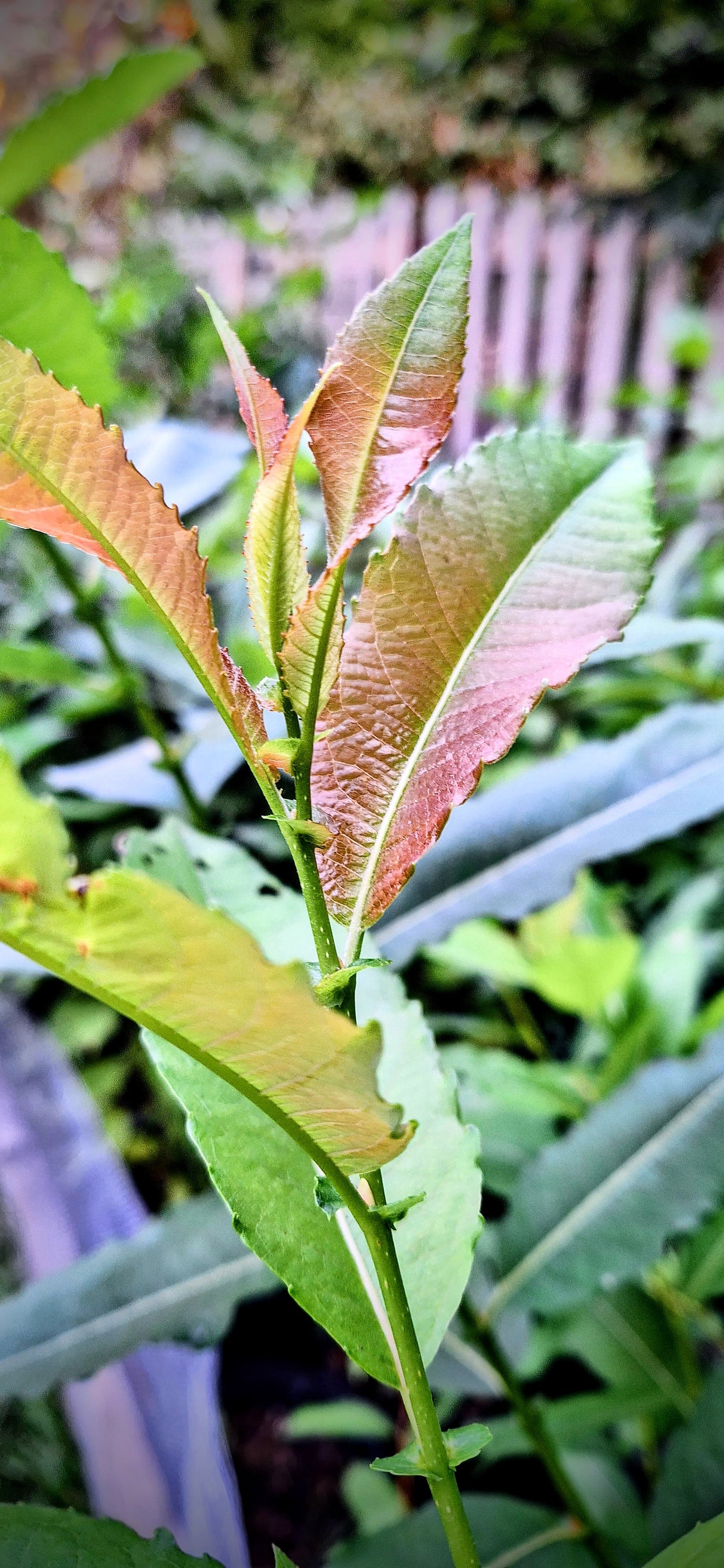 Pussywillow