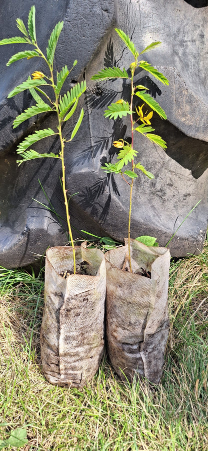 Partridge pea