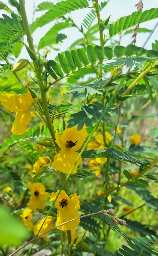 Partridge pea