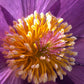 European pasque flower