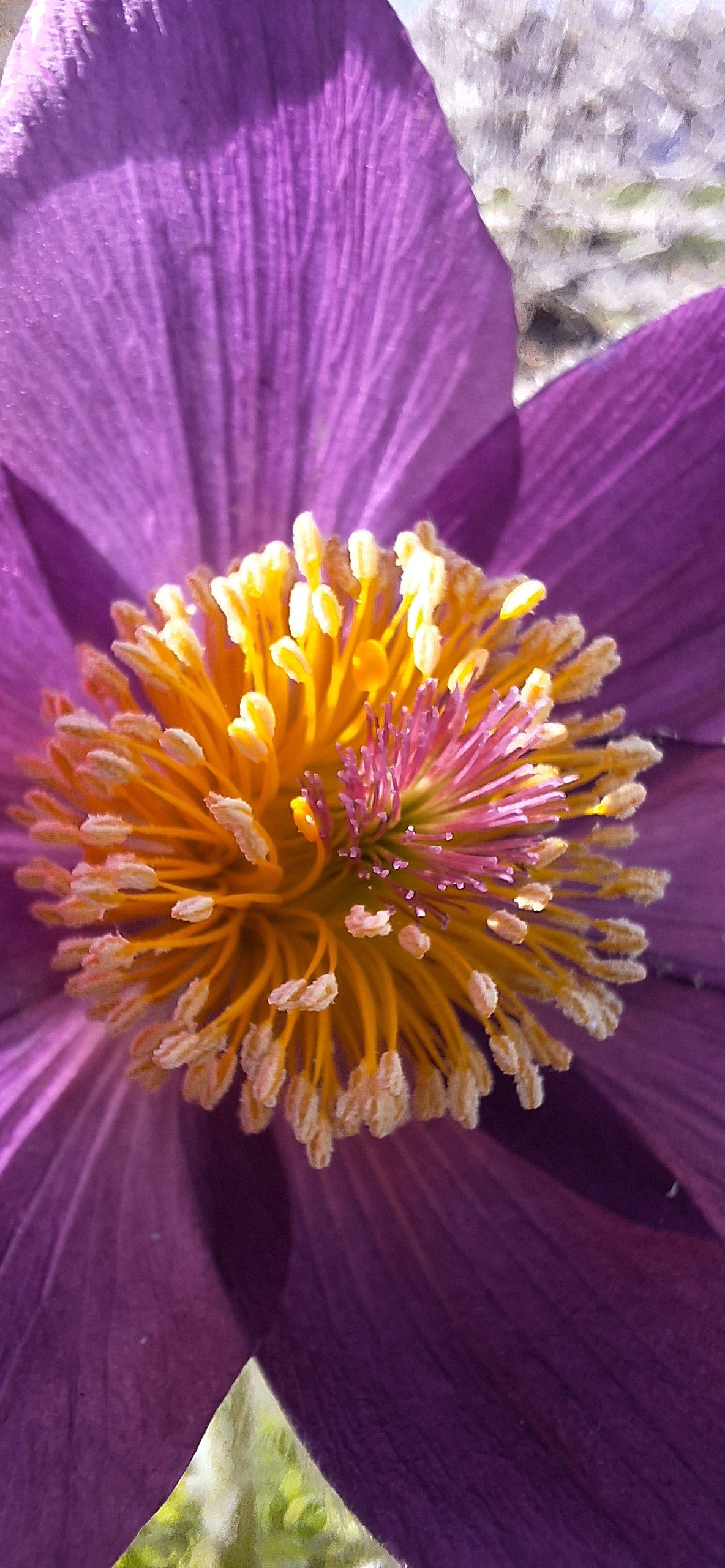 European pasque flower