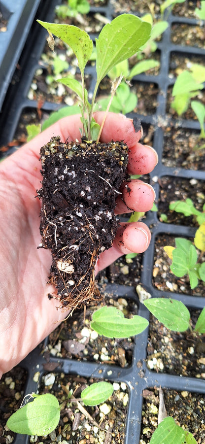 grayheaded coneflower, seed