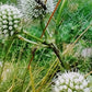 Rattlesnake master