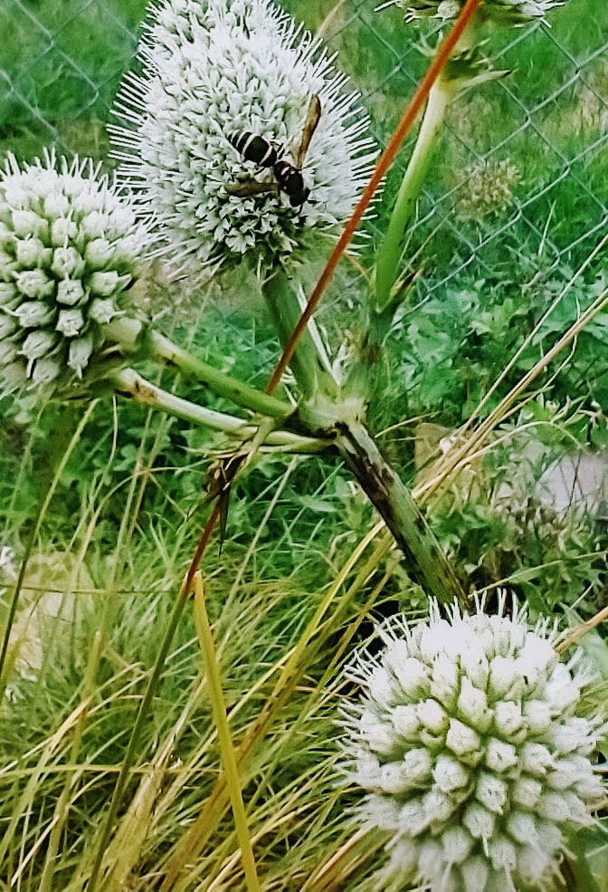 rattlesnake master, seed