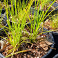 raven's foot sedge