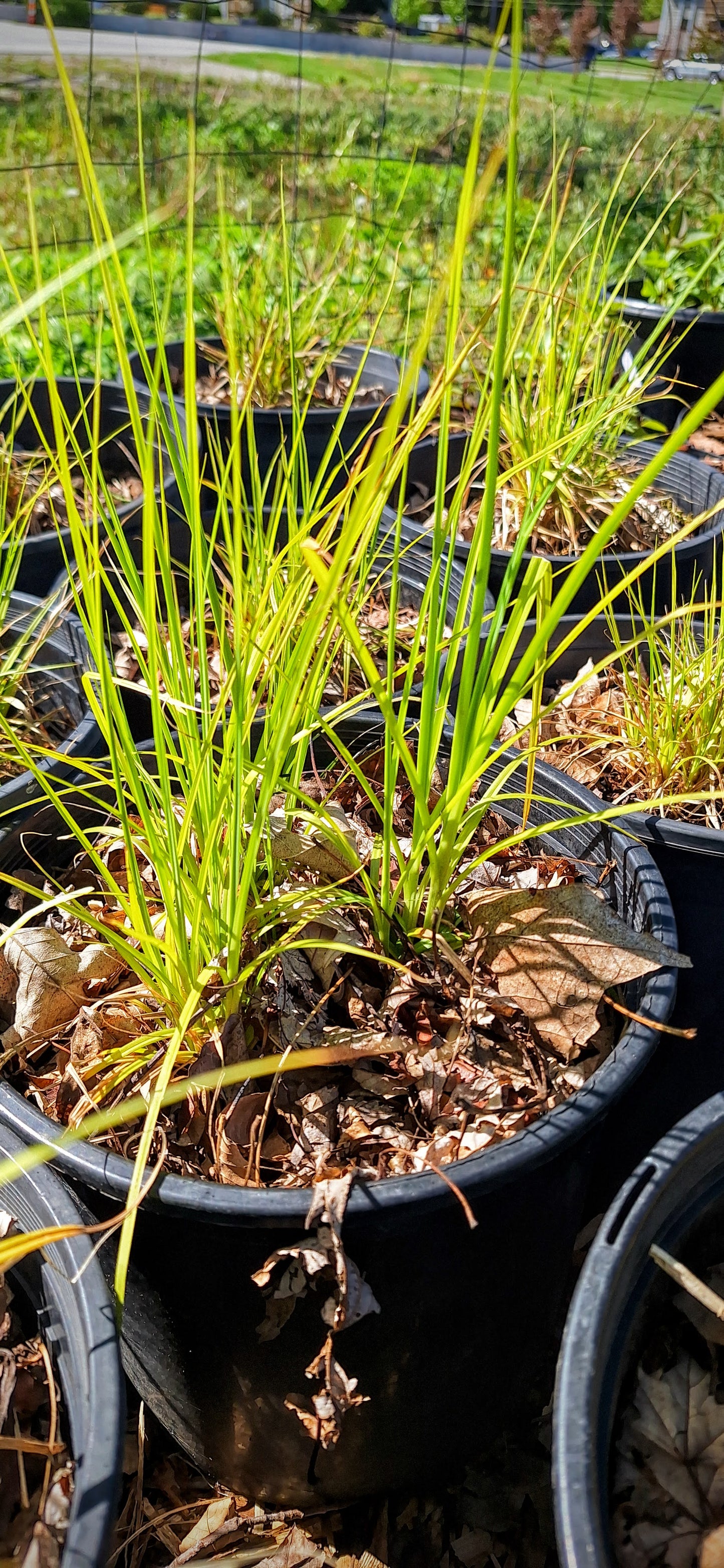 raven's foot sedge