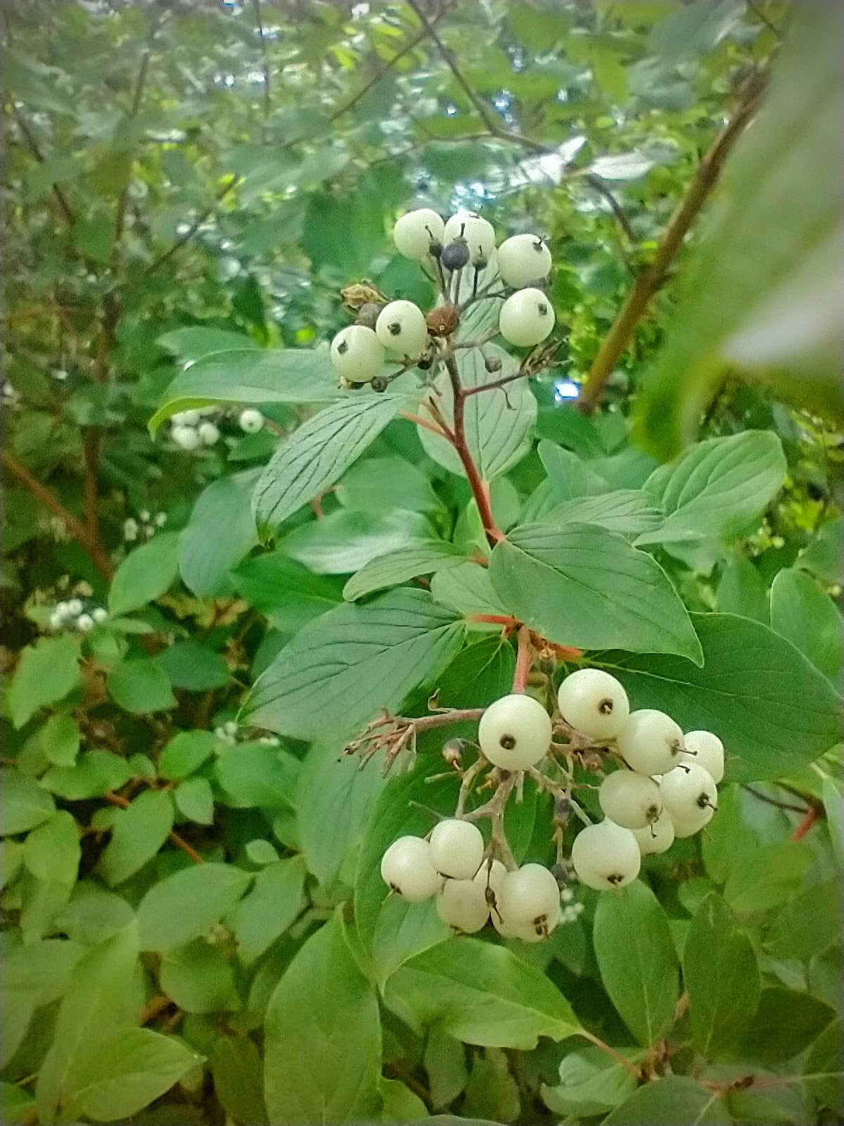 redosier dogwood, seed