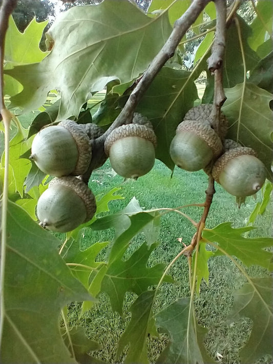 Red oak acorns