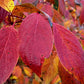 Redosier Dogwood