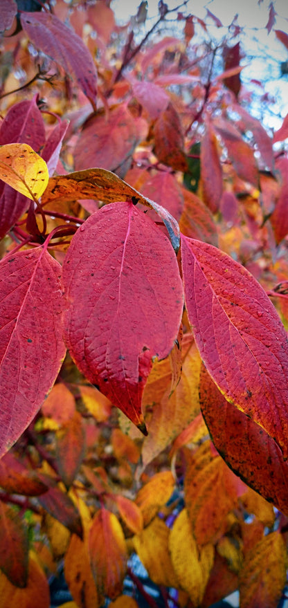 redosier dogwood, seed
