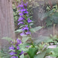 Great Blue Lobelia
