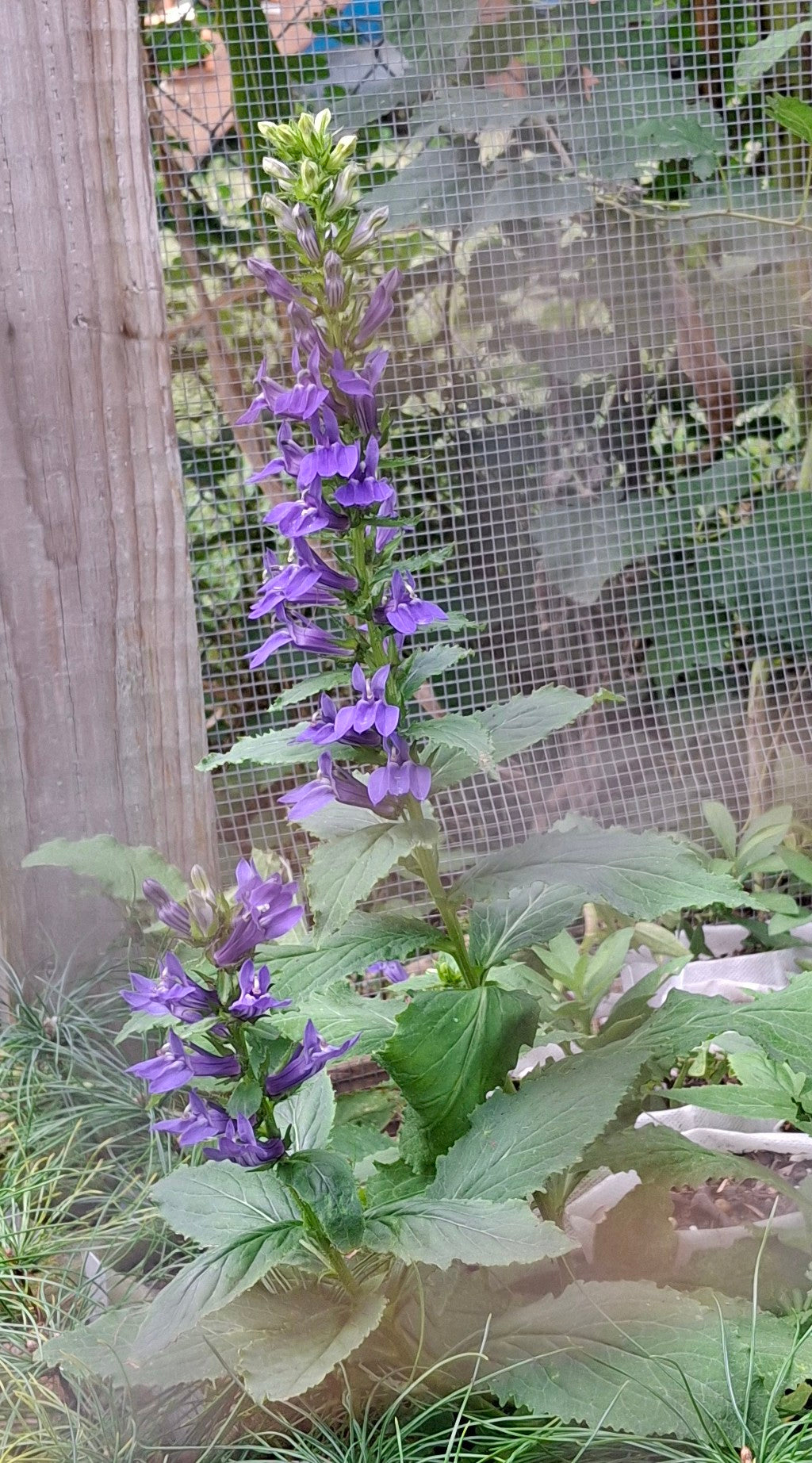 Great Blue Lobelia