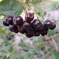 Aroniaberry
