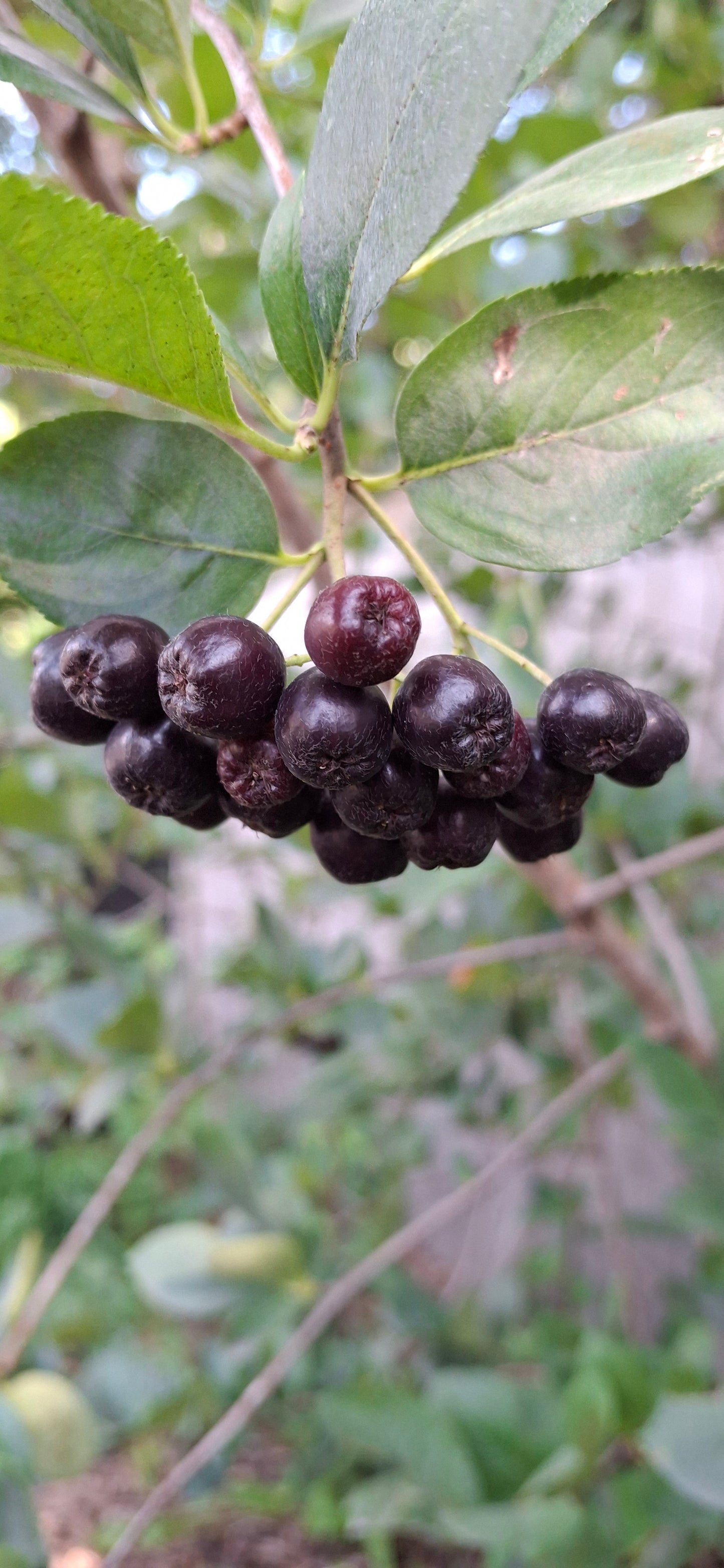 Aroniaberry