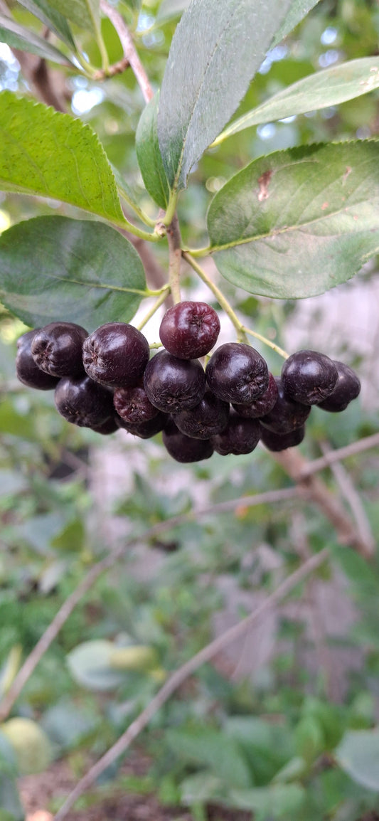 Aroniaberry