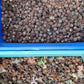 Bur oak acorns