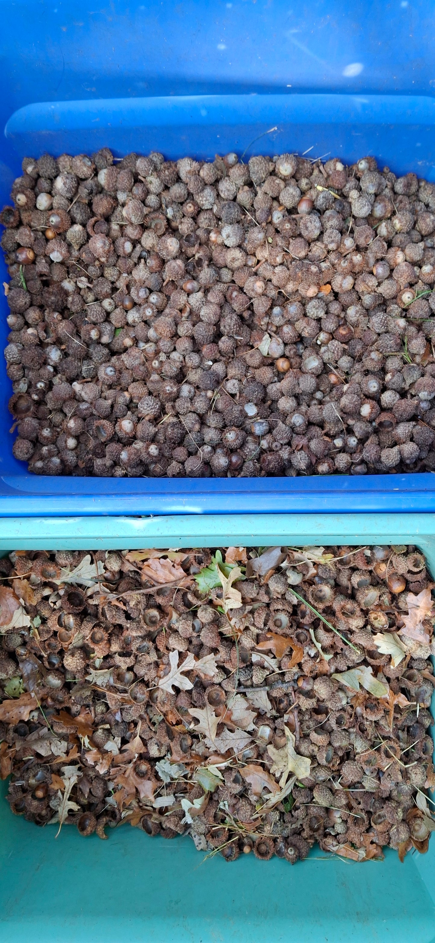 Bur oak acorns