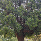 White Cedar