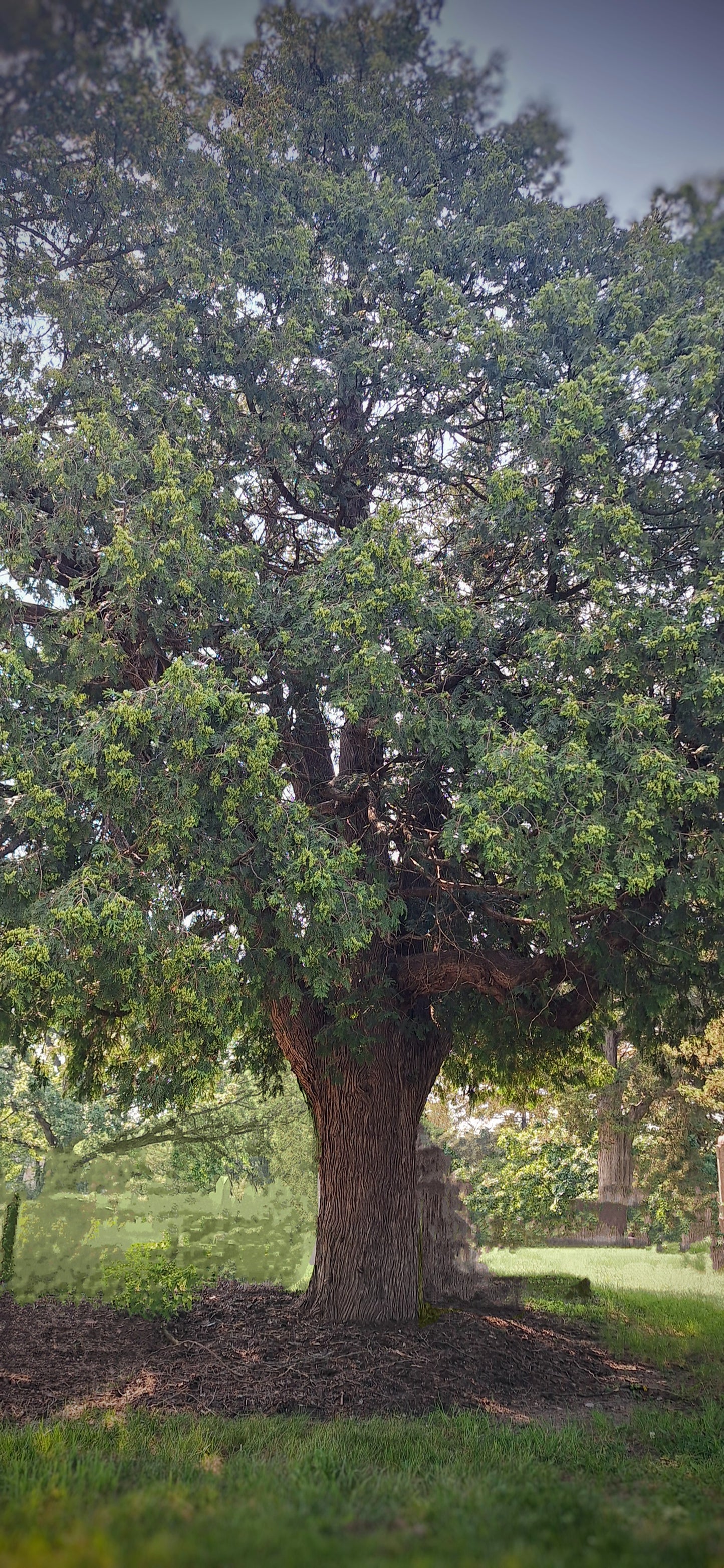 White Cedar