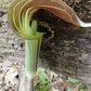 Jack-in-the-pulpit