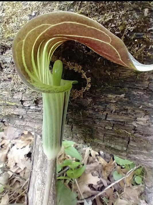 Jack-in-the-pulpit