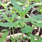 punk bee balm